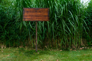 Tall Ornamental Grass